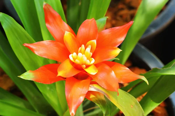 Fiori di bromeliade — Foto Stock