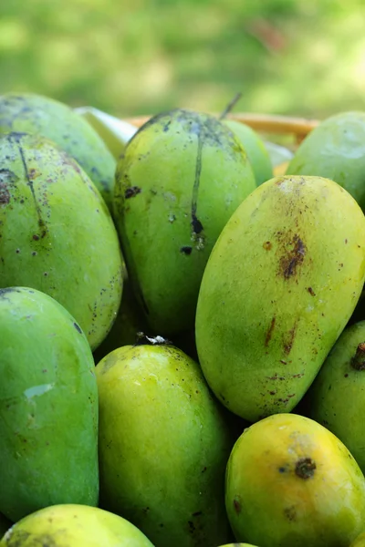 Mango fruit. — Stock Photo, Image