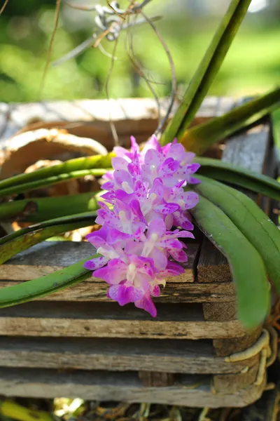 Fiore di orchidea viola — Foto Stock