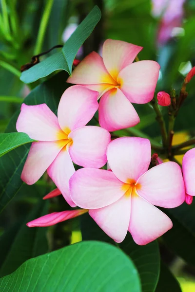 Frangipani blomma - rosa blomma — Stockfoto