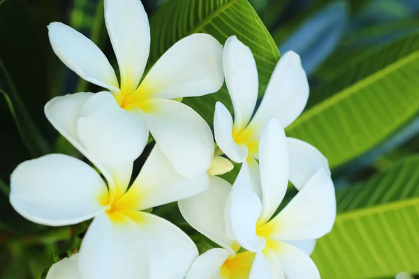 Flor Frangipani - flor blanca —  Fotos de Stock