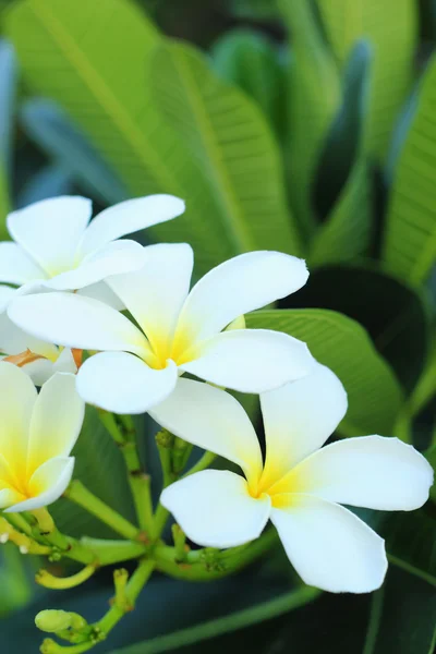 Flor de Frangipani - flor branca — Fotografia de Stock