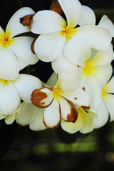 Flor de Frangipani - flor branca — Fotografia de Stock