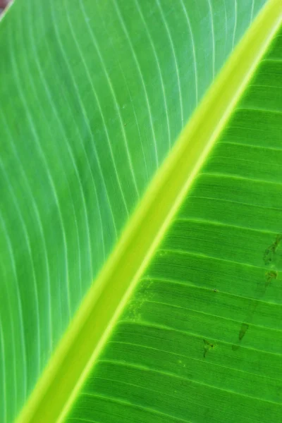 Folhas de banana . — Fotografia de Stock