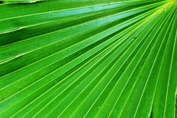 Palmiye yaprakları. — Stok fotoğraf