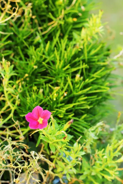 Flor rosa — Foto de Stock