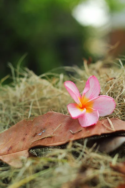 Roze frangipani bloem - de oude bruine bladeren. — Stockfoto