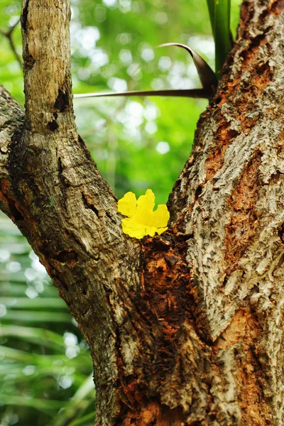 Gele bloem op een drie — Stockfoto