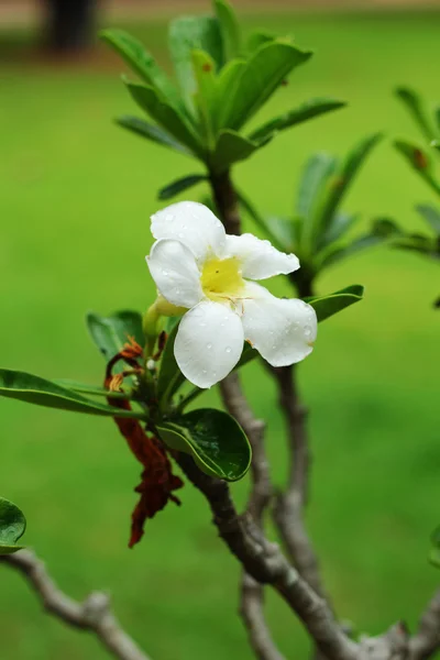 Импала лилия адениум - белые цветы — стоковое фото