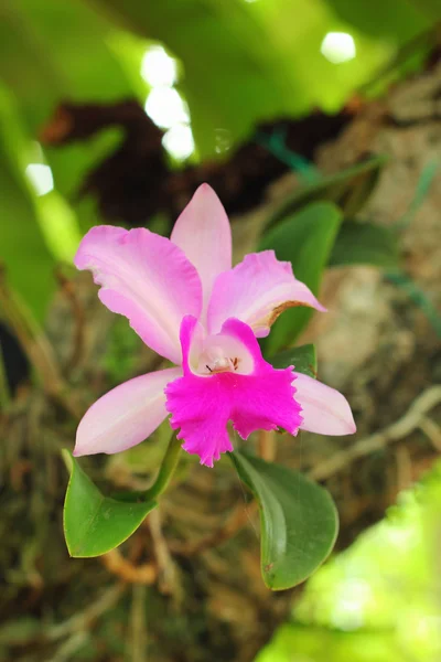 Orchid rosa. — Stockfoto