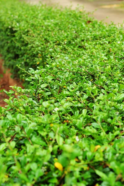 Green tree. — Stock Photo, Image