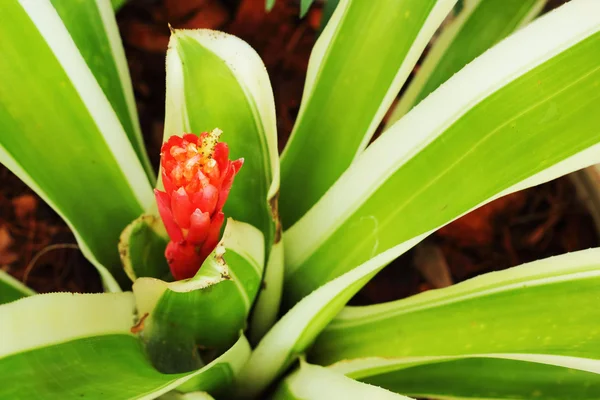 Ananasväxter blommor — Stockfoto