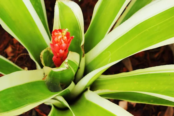 Flores de bromelias — Foto de Stock