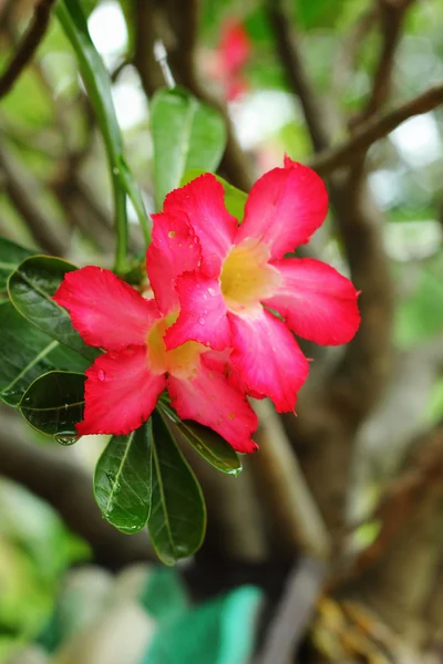 黑斑羚百合沙漠-粉红色花 — 图库照片