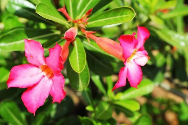 Azalea flowers. — Stock Photo, Image