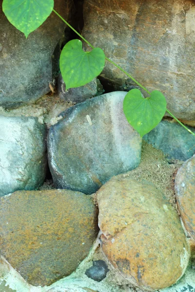 Green leaves on a stone wall. — Stock Photo, Image