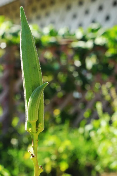 Okra pods. — Stock Photo, Image