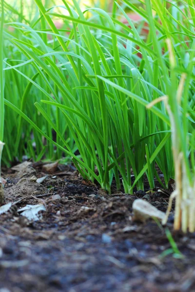 Zwiebel, grüne Blätter. — Stockfoto