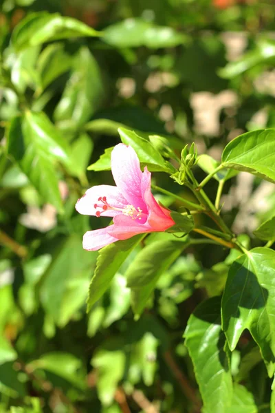 粉红色的花-芙蓉花 — 图库照片