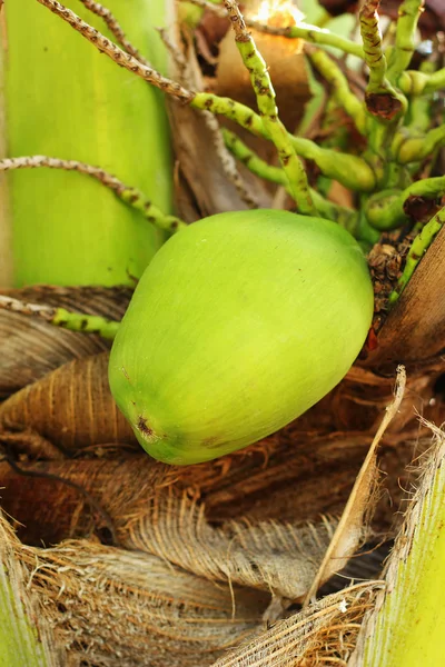 Cocco su noce di cocco . — Foto Stock