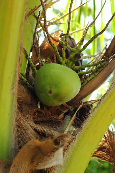 Kokosnoot op kokosnoot boom. — Stockfoto