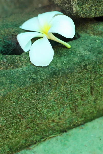 白花砖墙. — 图库照片