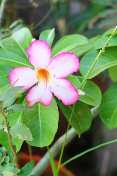 Azaleen-Blüten. — Stockfoto