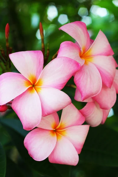 Frangipani flower - pink flower — Stock Photo, Image