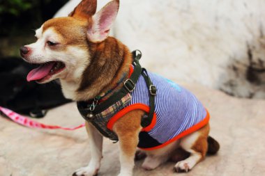 Chihuahua köpek doğurmak.