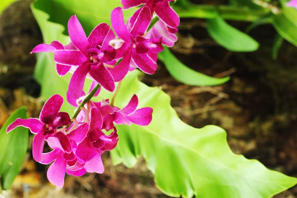La orquídea rosa - las flores rosadas . — Foto de Stock