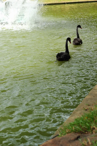 Natação um cisne preto. — Fotografia de Stock