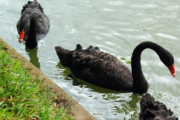 Swimming a black swan. — Stock Photo, Image
