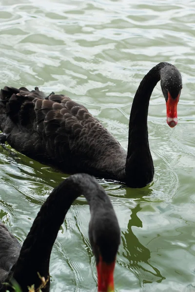 Plavání černá labuť. — Stock fotografie