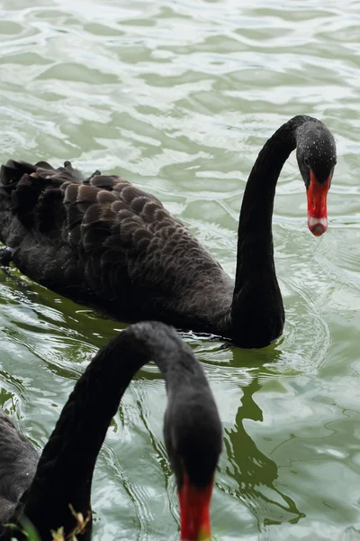 Swimming a black swan. — Stock Photo, Image