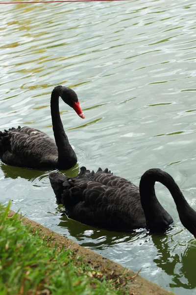 Nadando un cisne negro. —  Fotos de Stock