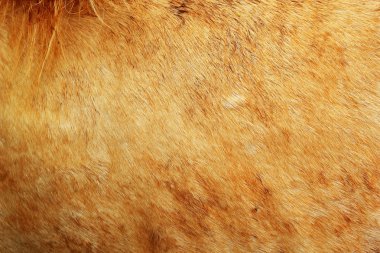 arka plan kürk evler.