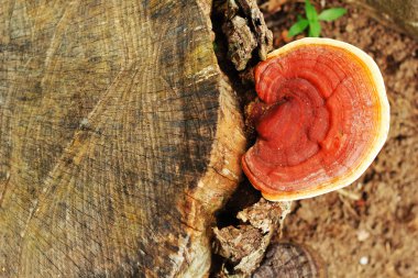 Ganoderma Lucidium - ling zhi mantar.