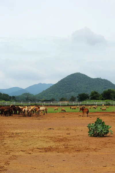 Horses on a farm — Stock Photo, Image