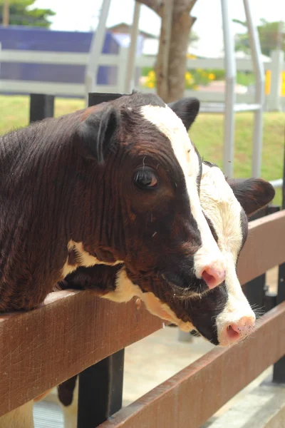 Cow on a farm — Stock Photo, Image