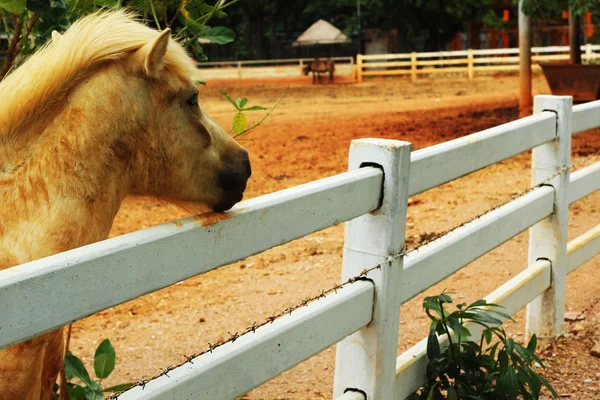 Cavalos em uma fazenda — Fotografia de Stock