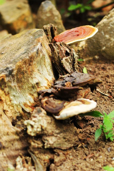 Ganoderma lucidum - ling zhi grzyb. — Zdjęcie stockowe