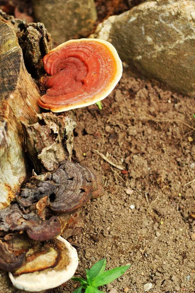 Ganoderma lucidum - ling zhi μανιτάρι. — Φωτογραφία Αρχείου
