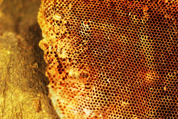 Peine de abeja — Foto de Stock