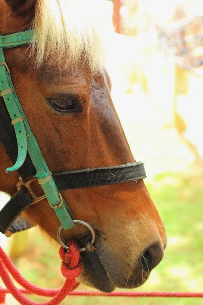 Caballos en una granja —  Fotos de Stock