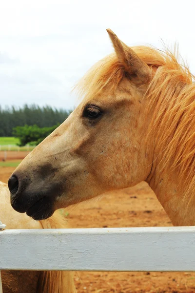 Caballos en una granja —  Fotos de Stock