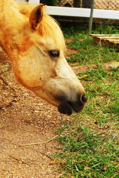 Chevaux sur une ferme — Photo