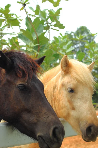 Koně na farmě — Stock fotografie