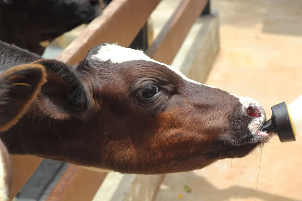 Calf sucking a milk small bottle. — Stock Photo, Image