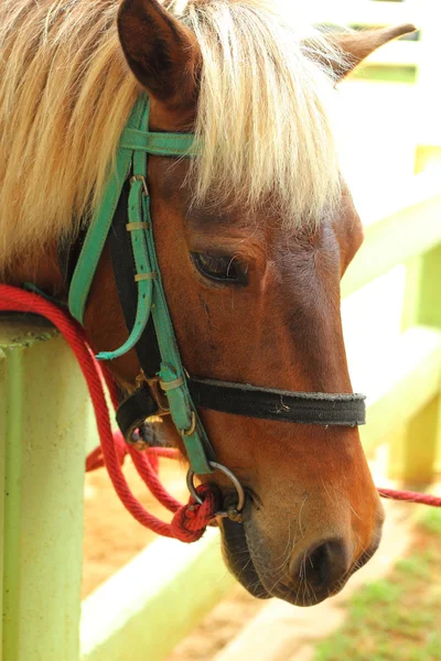 Caballos en una granja —  Fotos de Stock