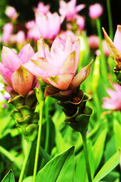 Siam tulip flower in garden — Stock Photo, Image
